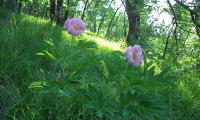 DSC07344.JPG